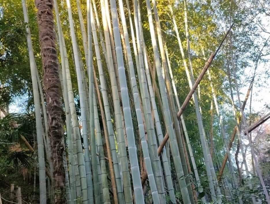 村の竹林を有効活用